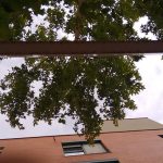 Las ramas invasoras de un platanero en Espartales Sur