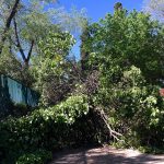 Se desploma un árbol de grandes dimensiones en la zona infantil del O´Donnell