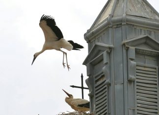 Primeros vuelos del cigonino en el nido del reloj municipal