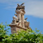 Un clásico de Alcalá: Cigüeñas en la Espadaña de San Ildefonso