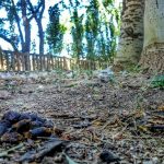 Continúan las quejas desde todos los distritos por las cacas de perro caca de perro