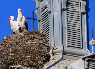 Cigüeñas en el nido consistorial [ reloj del ayuntamiento ]