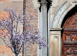Primera floración de prunus en la calle Libreros