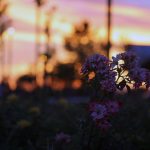 Atardecer en la Plaza de los Vientos [ Espartales Norte ]