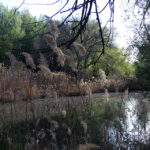 Primavera 2023 en el río Henares